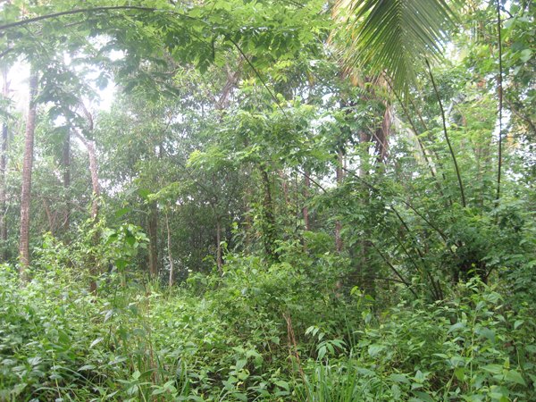 Land in Kerala